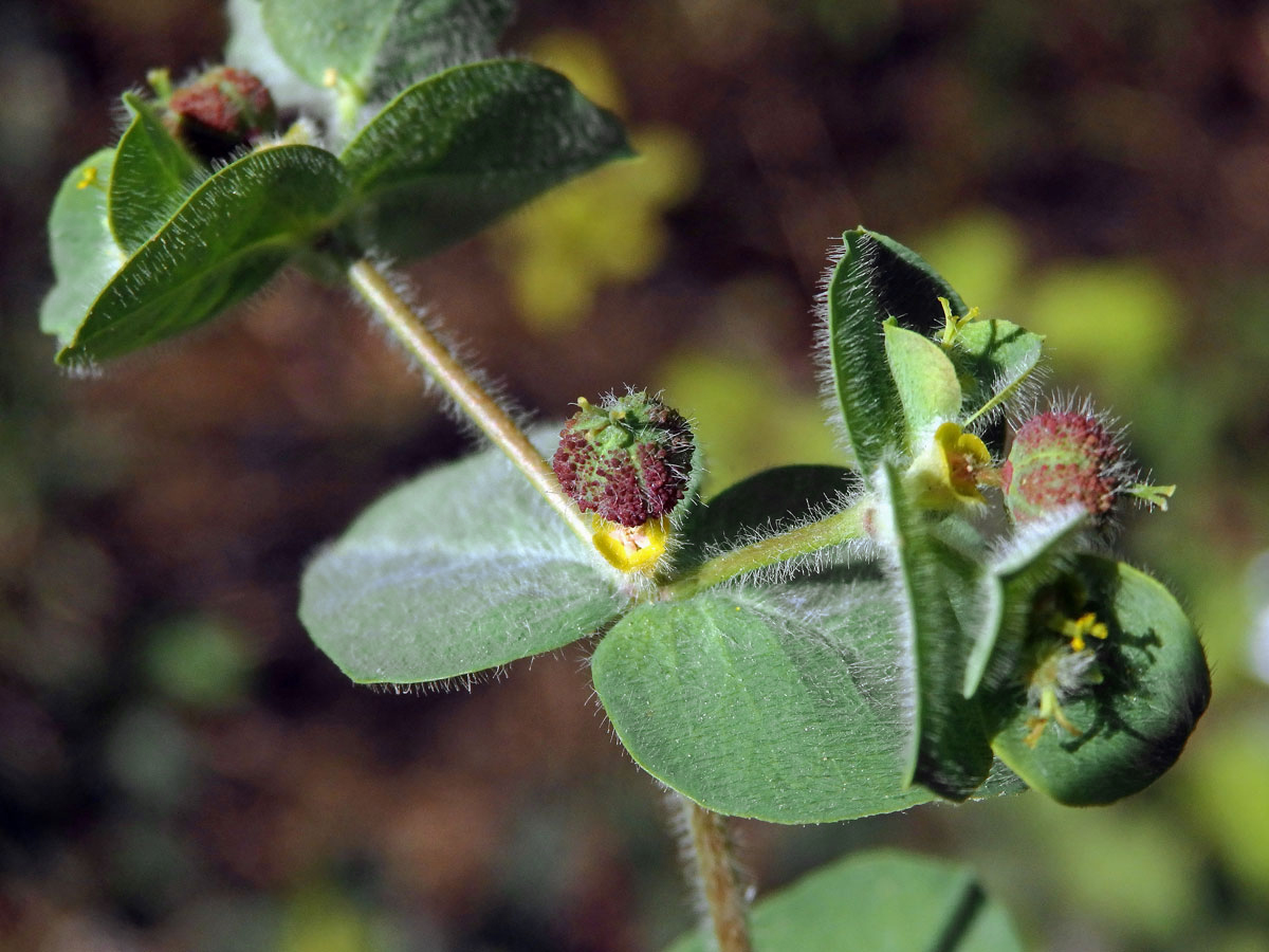 Pryšec (Euphorbia hirsuta L.)