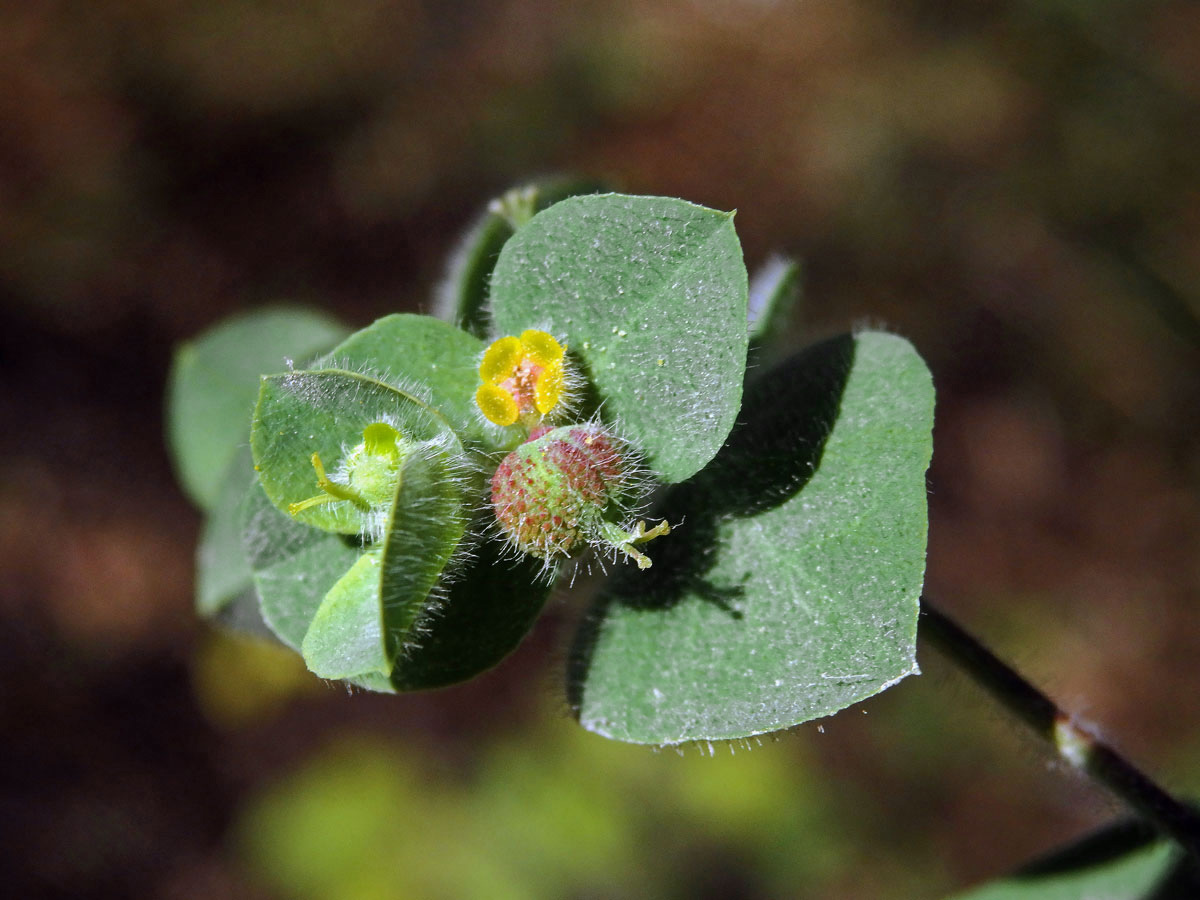 Pryšec (Euphorbia hirsuta L.)