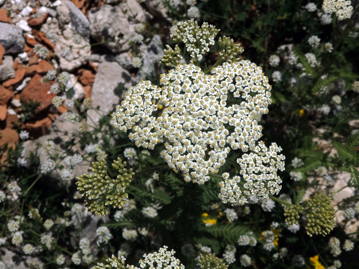 70_Hvězdnicovité: Řebříček (Achillea)