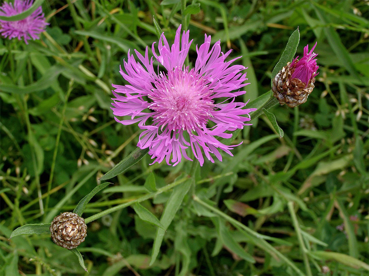 Chrpa luční (Centaurea jacea L.)