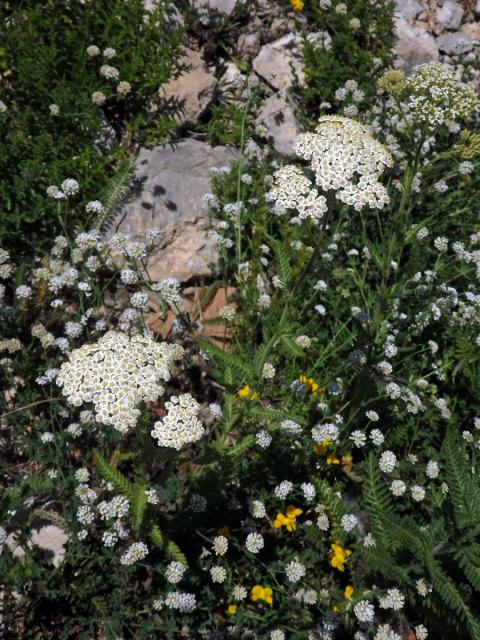 70_Hvězdnicovité: Řebříček (Achillea)