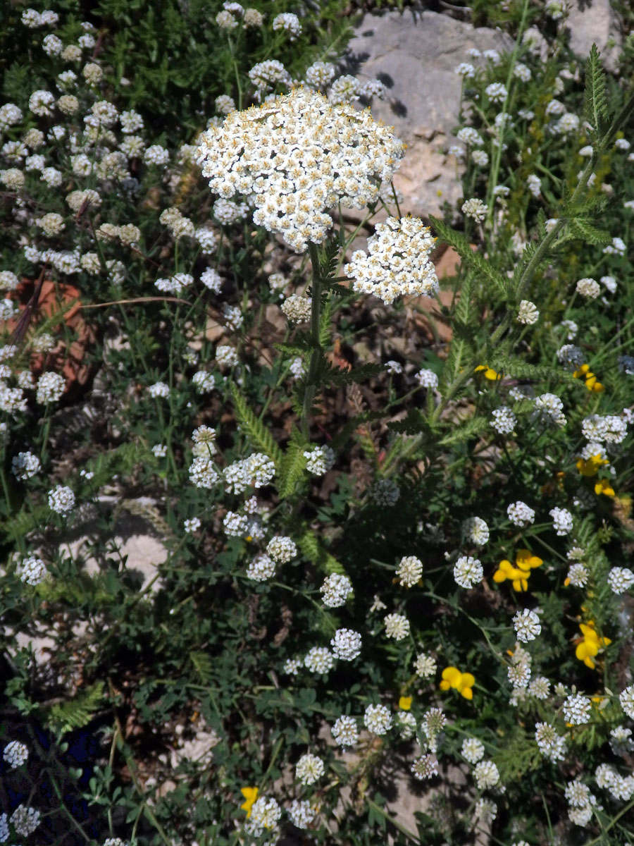 70_Hvězdnicovité: Řebříček (Achillea)