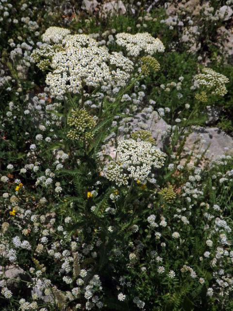 70_Hvězdnicovité: Řebříček (Achillea)