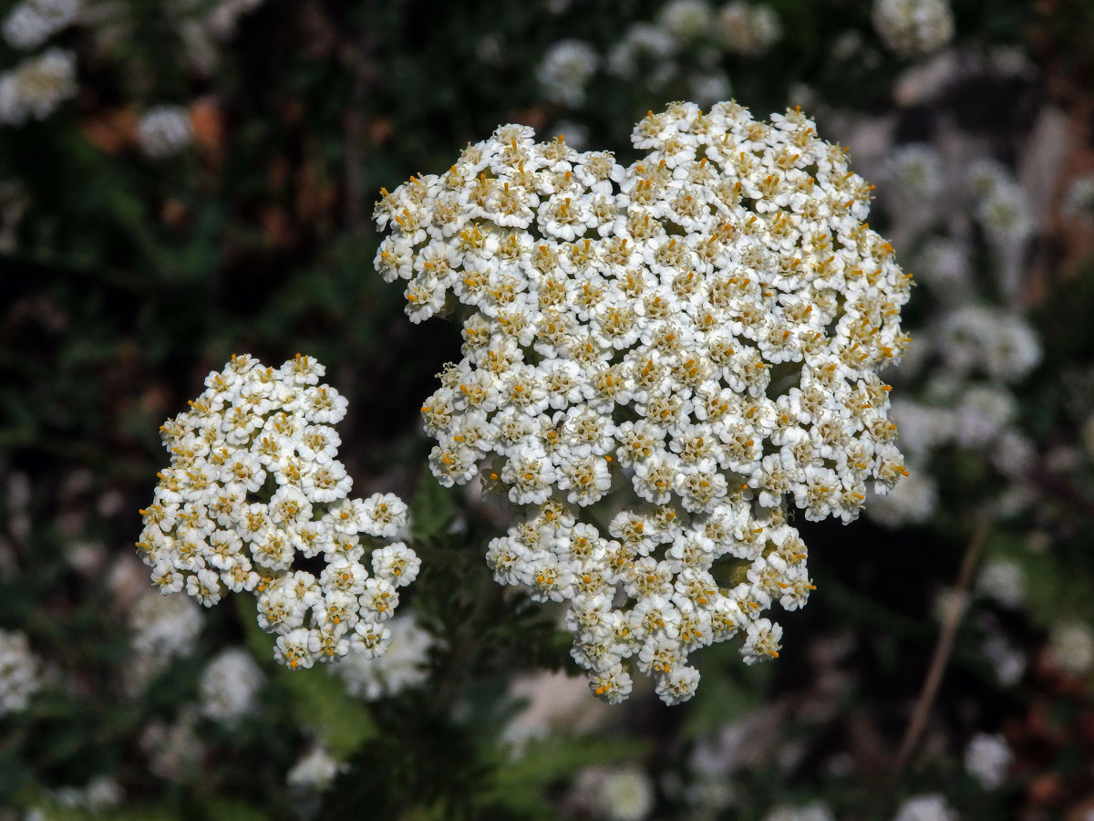 70_Hvězdnicovité: Řebříček (Achillea)