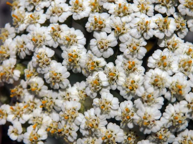 70_Hvězdnicovité: Řebříček (Achillea)