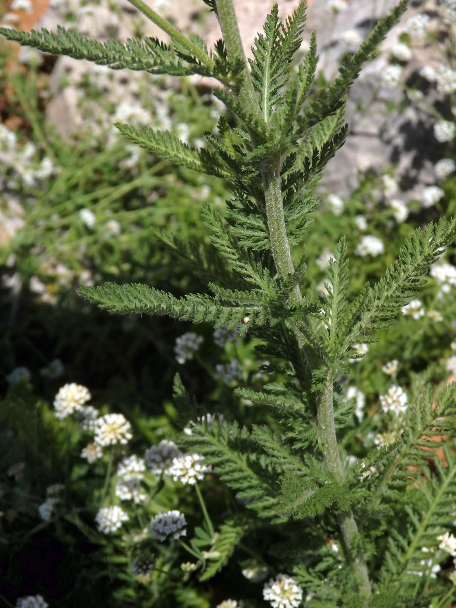 70_Hvězdnicovité: Řebříček (Achillea)