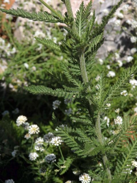 70_Hvězdnicovité: Řebříček (Achillea)