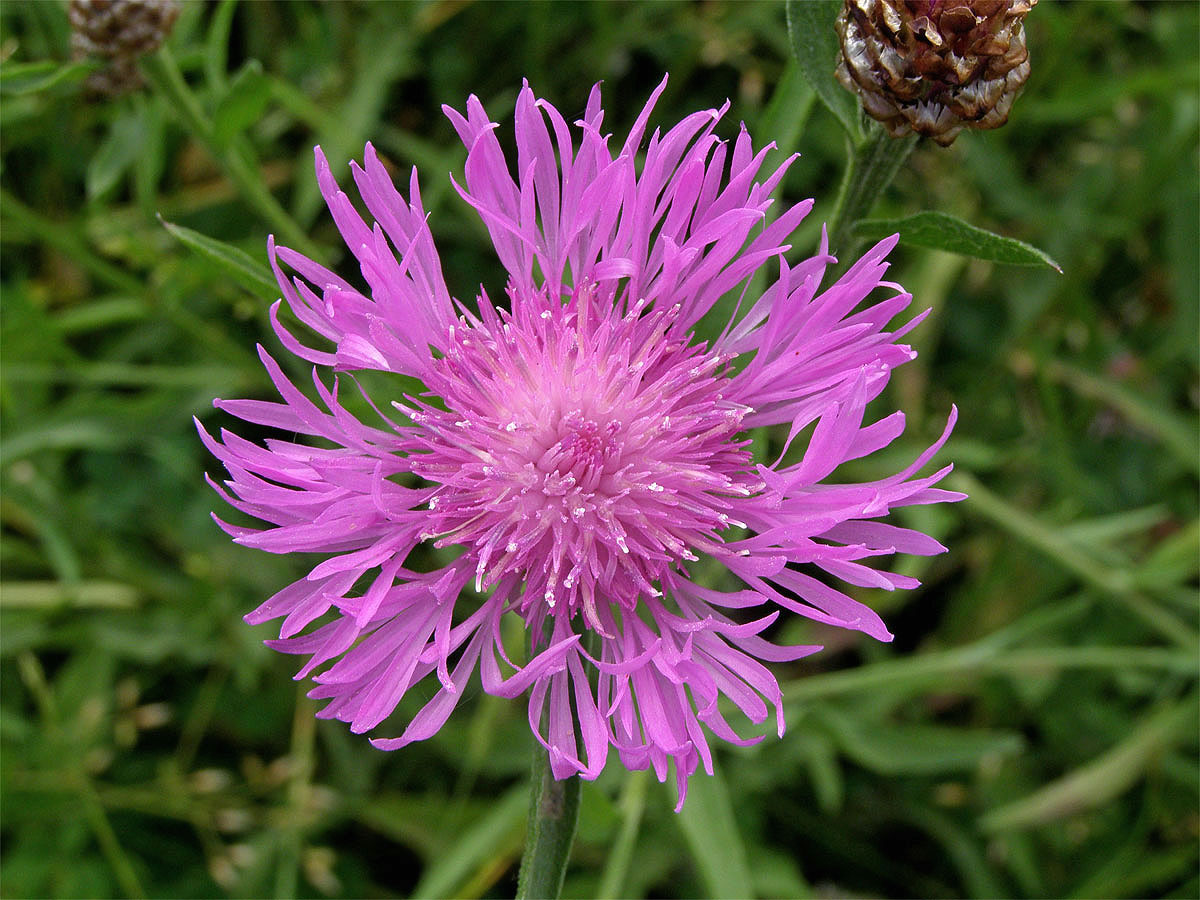 Chrpa luční (Centaurea jacea L.)