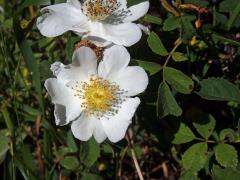 5_Růžovité: Růže (Rosa)