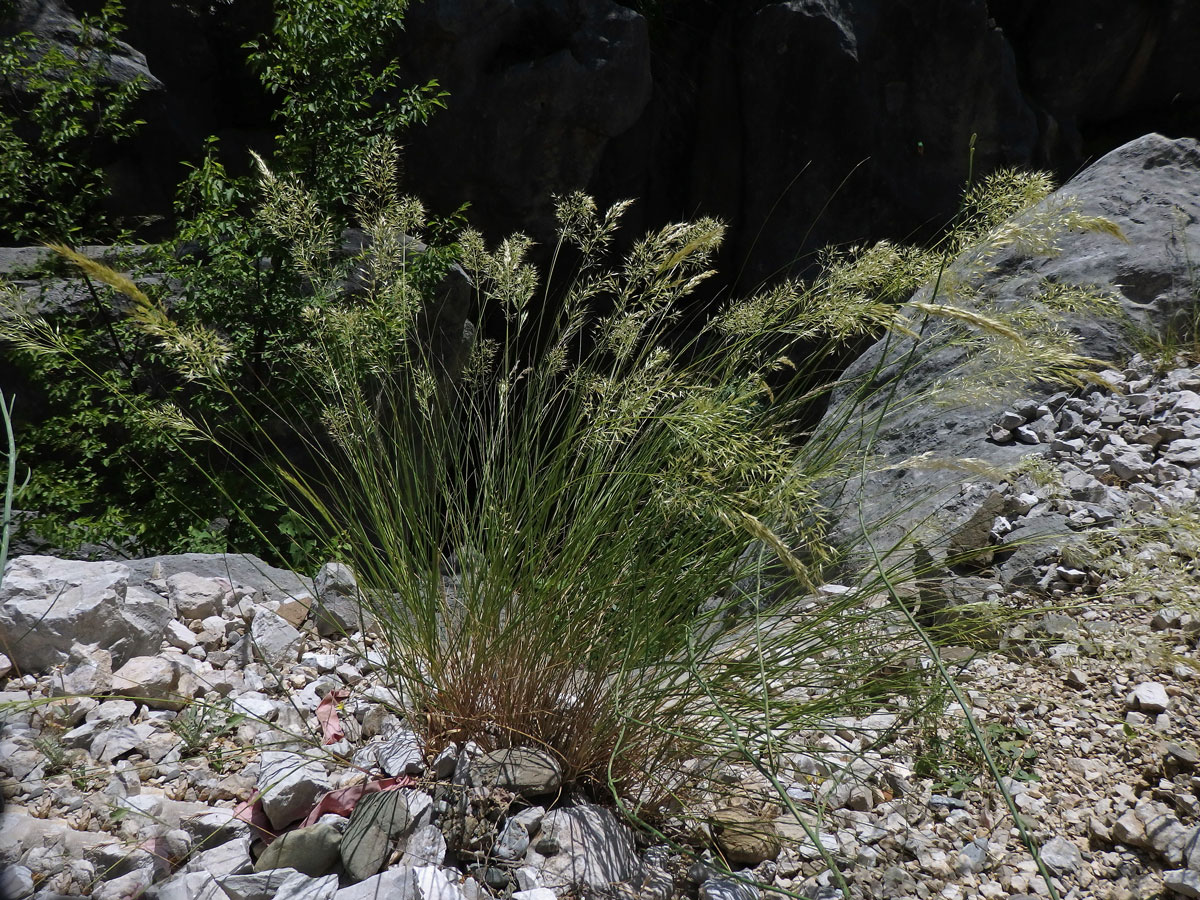 Kavyl třitinový (Stipa calamagrostis (L.) Wahlenb.)