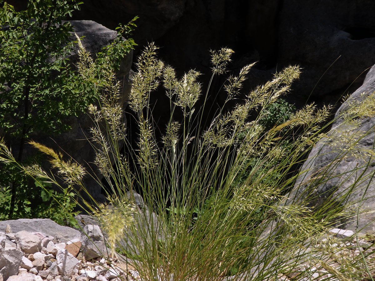 Kavyl třitinový (Stipa calamagrostis (L.) Wahlenb.)