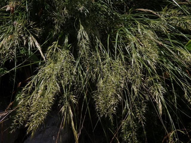 Kavyl třitinový (Stipa calamagrostis (L.) Wahlenb.)