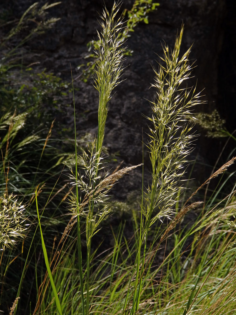 Kavyl třitinový (Stipa calamagrostis (L.) Wahlenb.)