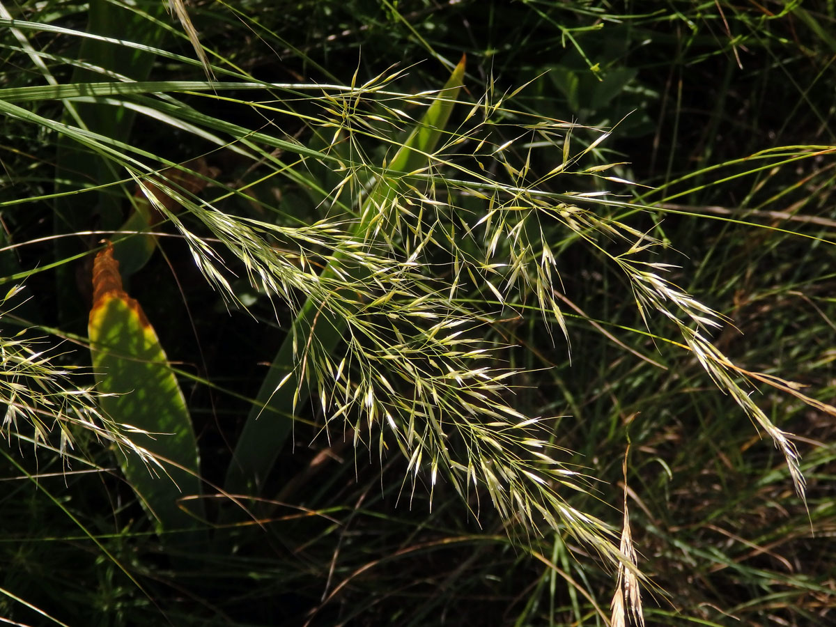 Kavyl třitinový (Stipa calamagrostis (L.) Wahlenb.)