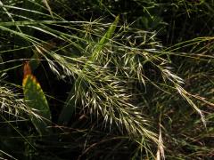 Kavyl třitinový (Stipa calamagrostis (L.) Wahlenb.)