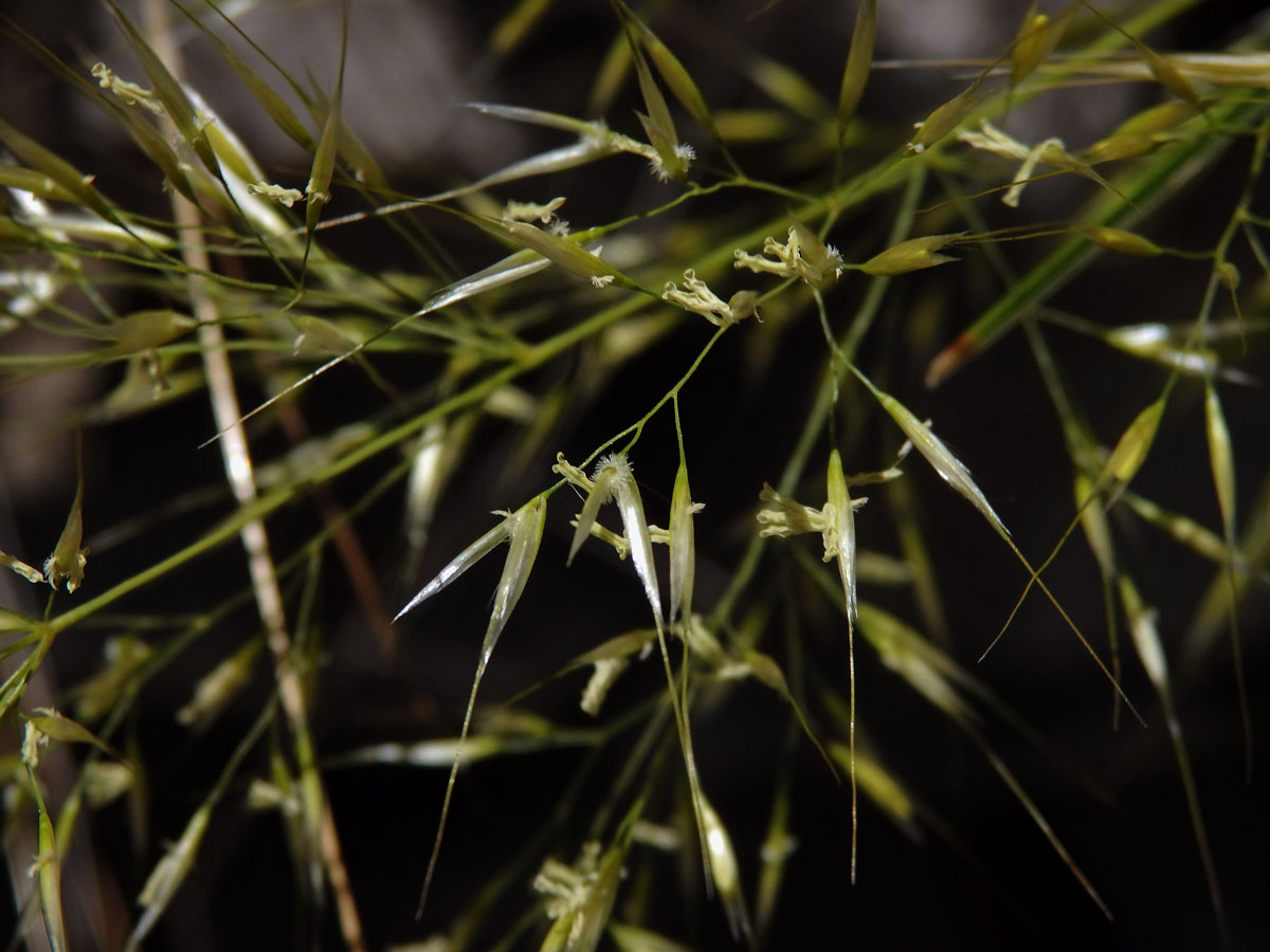 Kavyl třitinový (Stipa calamagrostis (L.) Wahlenb.)