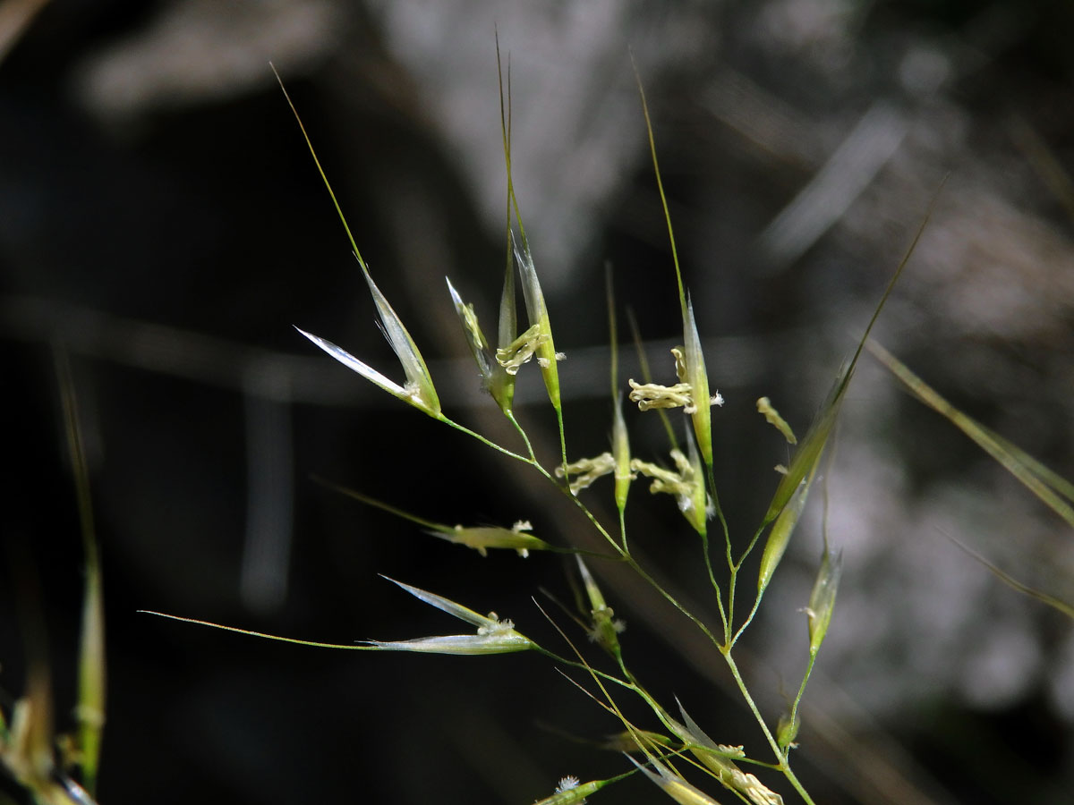 Kavyl třitinový (Stipa calamagrostis (L.) Wahlenb.)
