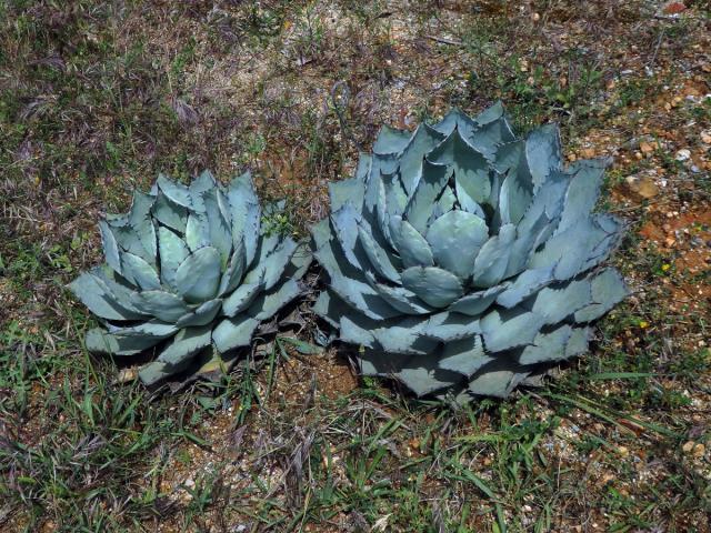 agave_parrasana1