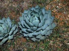 agave_parrasana2