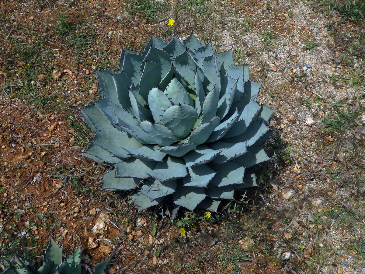 agave_parrasana3