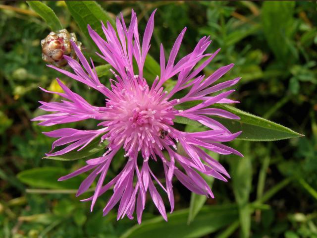 Chrpa luční (Centaurea jacea L.)