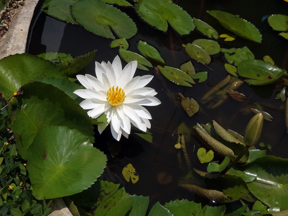 Leknín (Nymphaea ampla  (Salisb.) DC.)