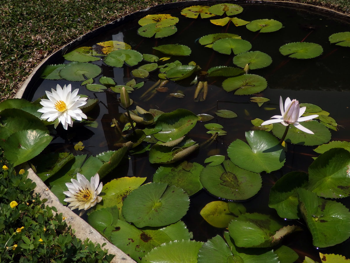 Leknín (Nymphaea ampla  (Salisb.) DC.)