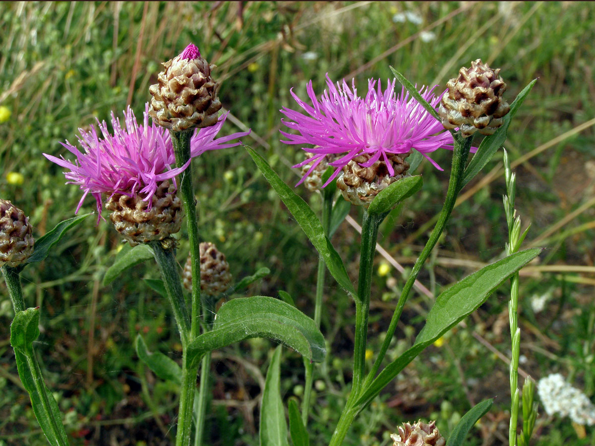 Chrpa luční (Centaurea jacea L.)