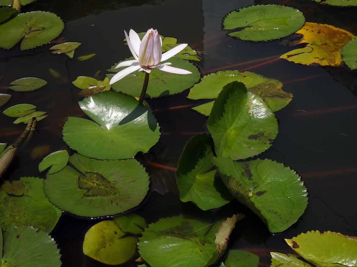 Leknín (Nymphaea ampla  (Salisb.) DC.)