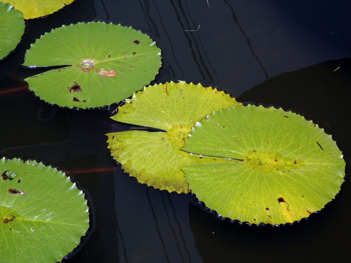 Leknín (Nymphaea ampla  (Salisb.) DC.)