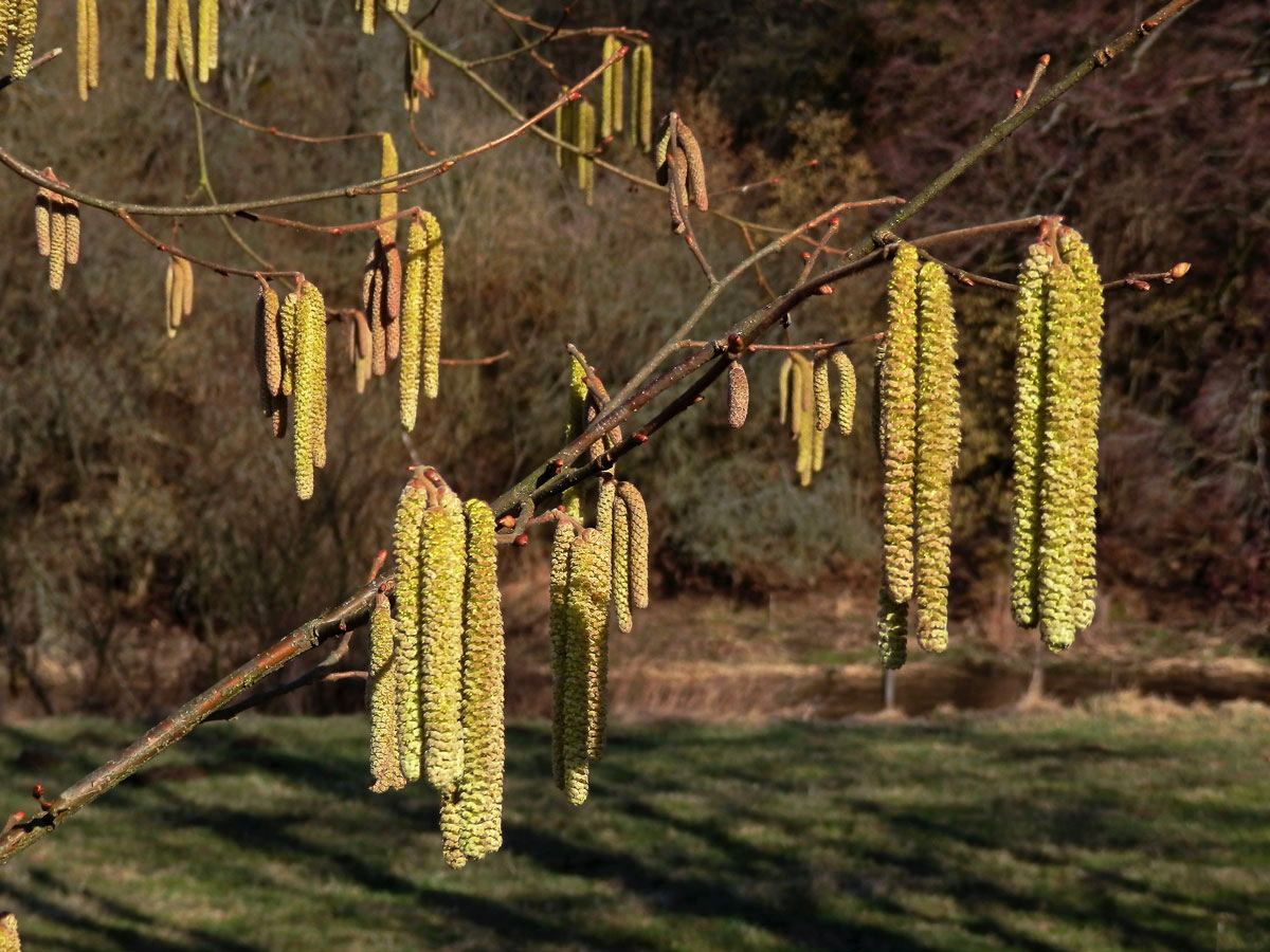 Líska obecná (Corylis avellana L.)