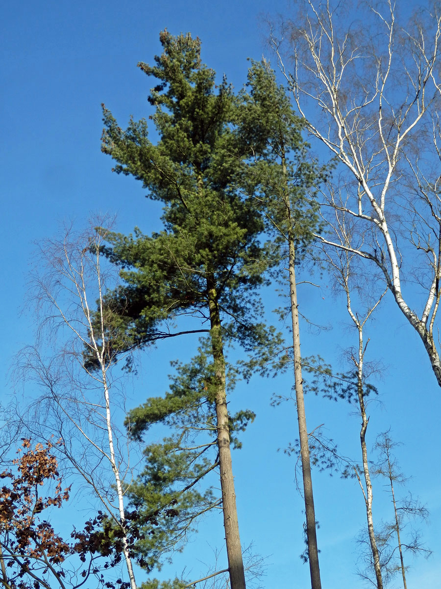 Borovice vejmutovka (Pinus strobus L.)