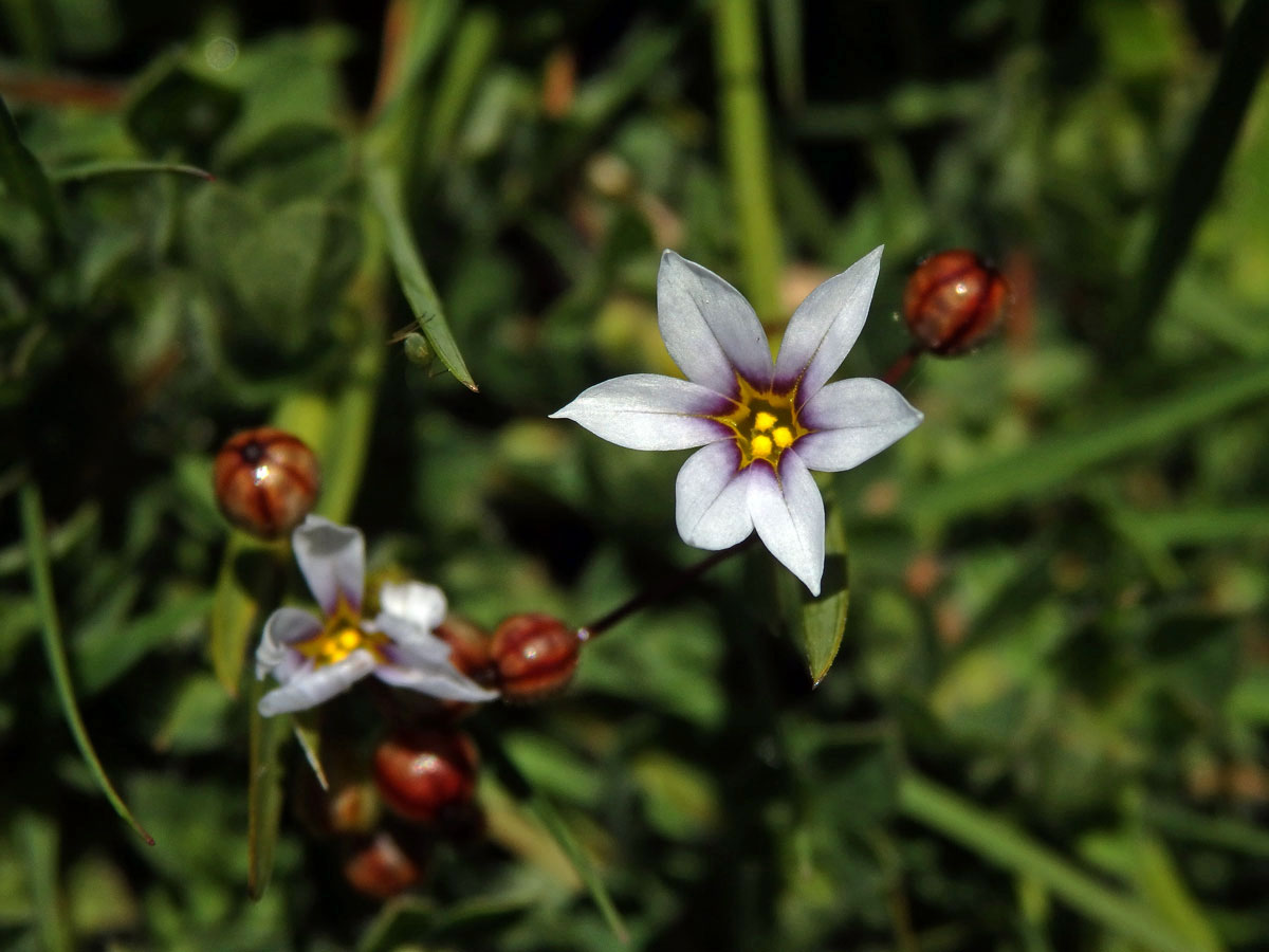 Badil (Sisyrinchium micranthum Cav.)