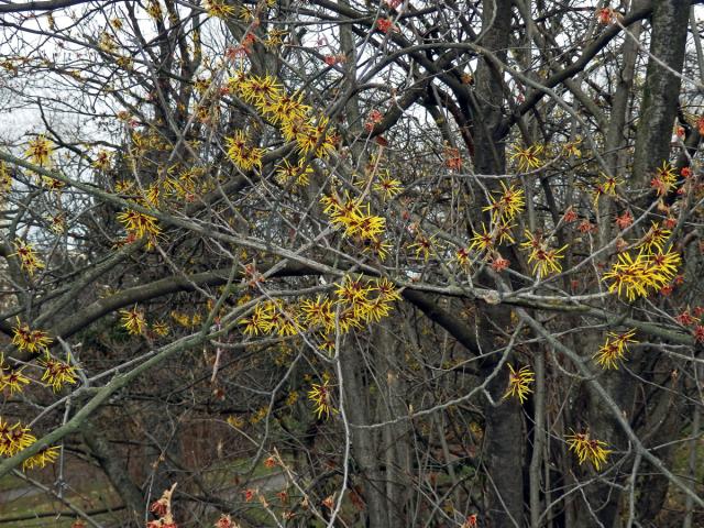 Vilín měkký (Hamamelis mollis Oliv. ex F. B. Forbes & Hemsl.)