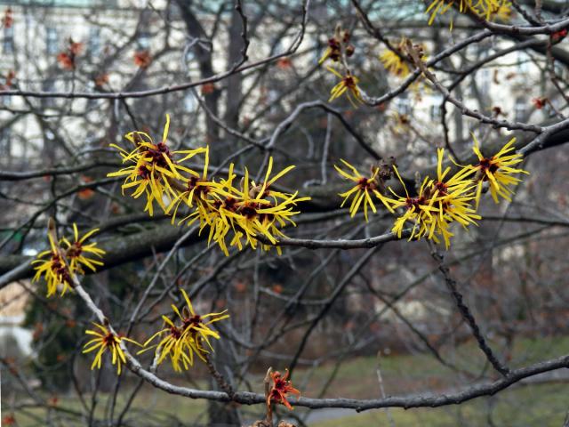 Vilín měkký (Hamamelis mollis Oliv. ex F. B. Forbes & Hemsl.)