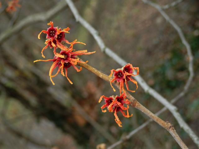 Vilín prostřední (Hamamelis × intermedia Rehder)