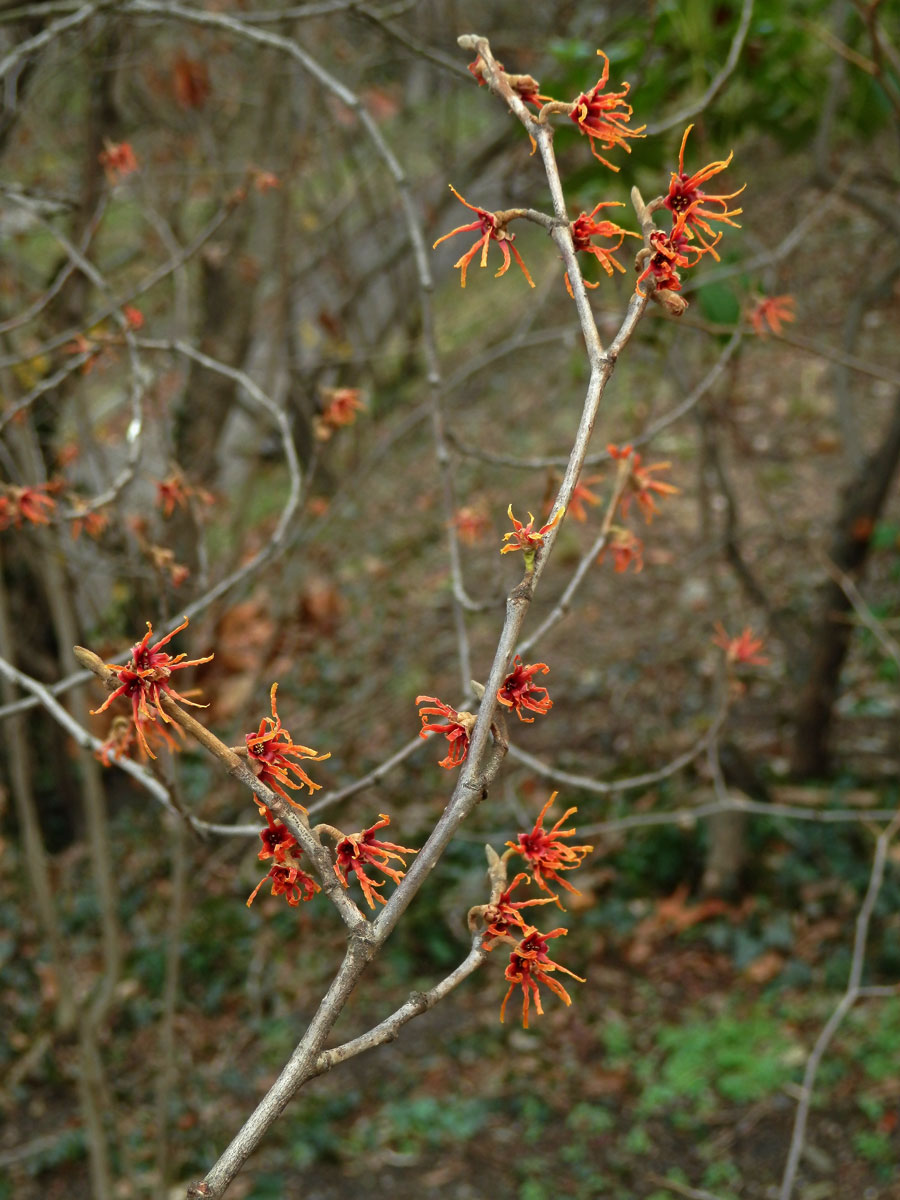 Vilín prostřední (Hamamelis × intermedia Rehder)