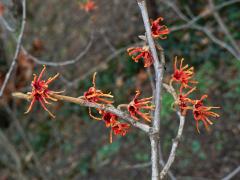 Vilín prostřední (Hamamelis × intermedia Rehder)