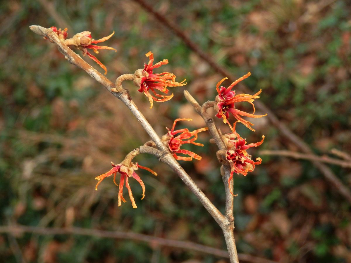 Vilín prostřední (Hamamelis × intermedia Rehder)