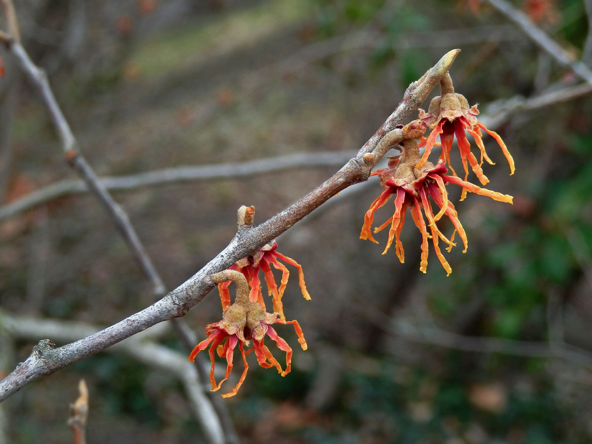 Vilín prostřední (Hamamelis × intermedia Rehder)