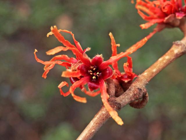 Vilín prostřední (Hamamelis × intermedia Rehder)