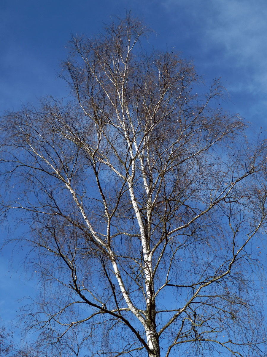 Bříza bělokorá (bradavičnatá) (Betula pendula Roth)