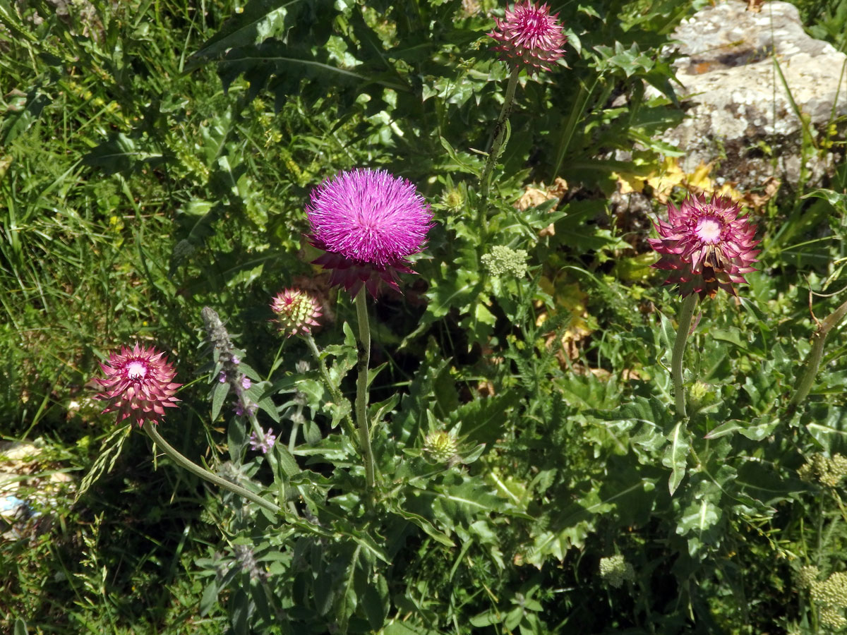 Bodlák nící (Carduus nutans ssp. platylepis (Rchb. & Saut.) Nyman)