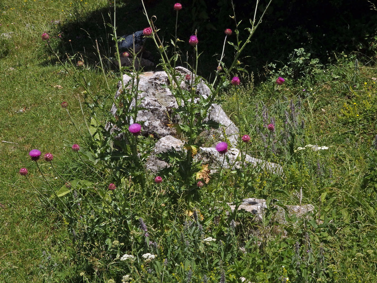 Bodlák nící (Carduus nutans ssp. platylepis (Rchb. & Saut.) Nyman)