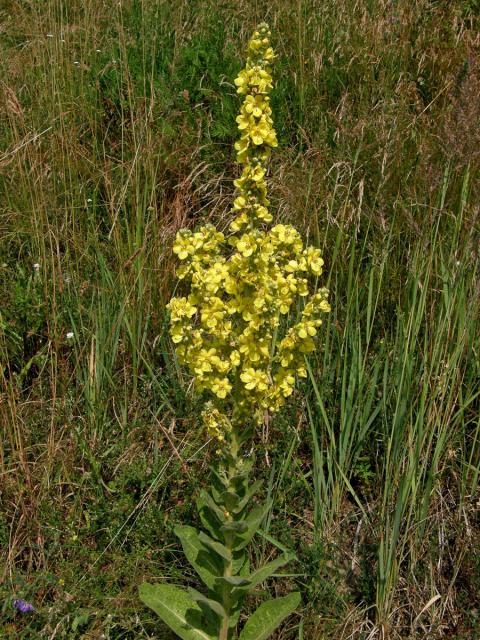 Divizna sápovitá (Verbascum phlomoides L.)