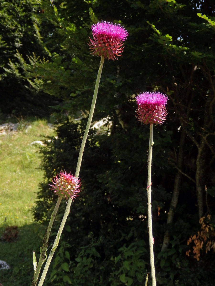 Bodlák nící (Carduus nutans ssp. platylepis (Rchb. & Saut.) Nyman)