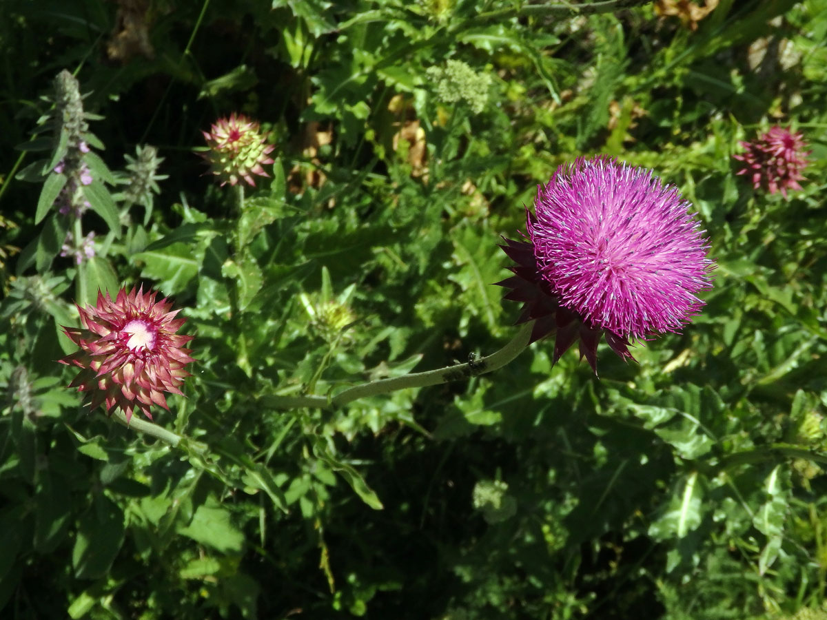 Bodlák nící (Carduus nutans ssp. platylepis (Rchb. & Saut.) Nyman)