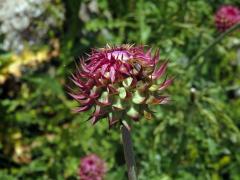 Bodlák nící (Carduus nutans ssp. platylepis (Rchb. & Saut.) Nyman)