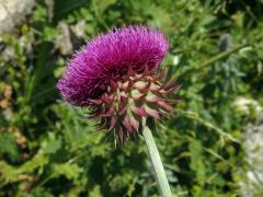 Bodlák nící (Carduus nutans ssp. platylepis (Rchb. & Saut.) Nyman)