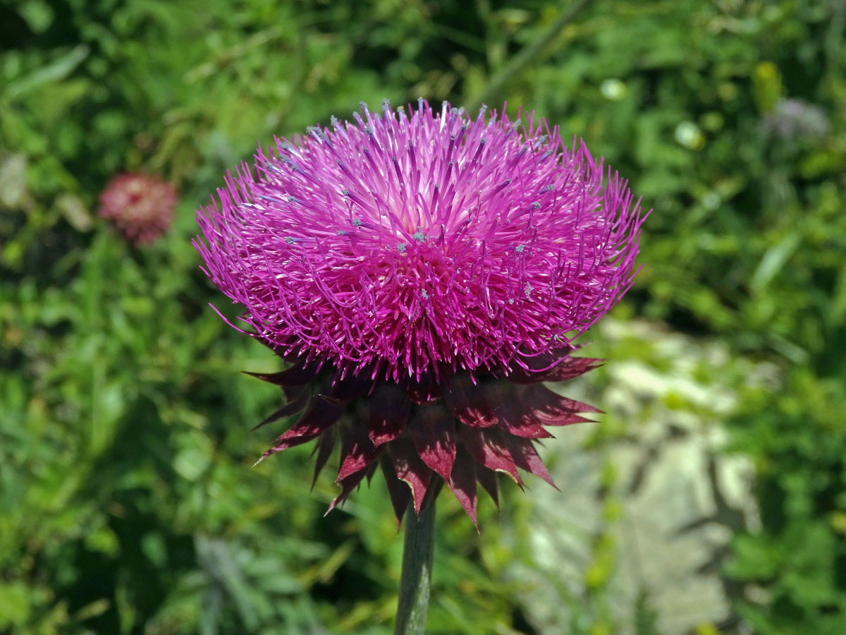 Bodlák nící (Carduus nutans ssp. platylepis (Rchb. & Saut.) Nyman)